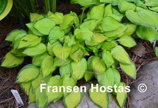 Hosta Green with Envy